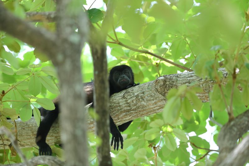 howler monkey 
