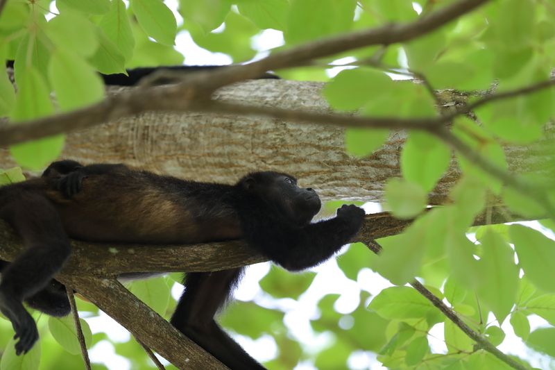 howler monkey 