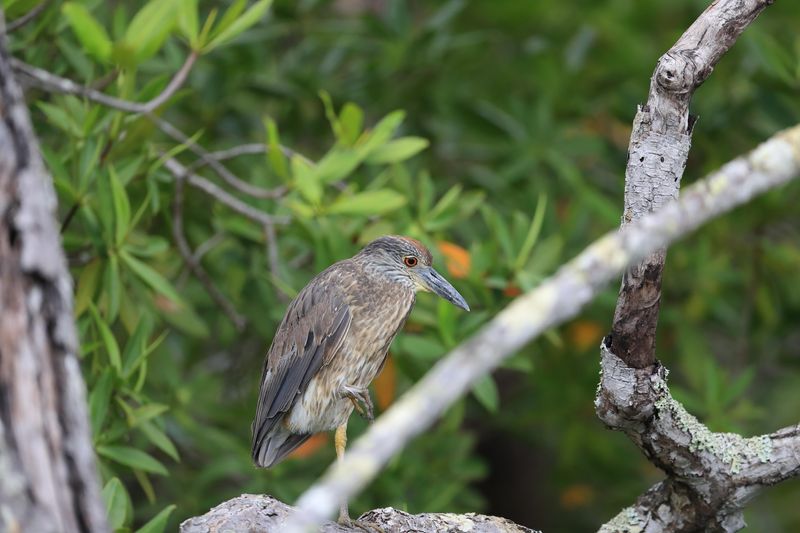 juvenile yellow crowned night heron