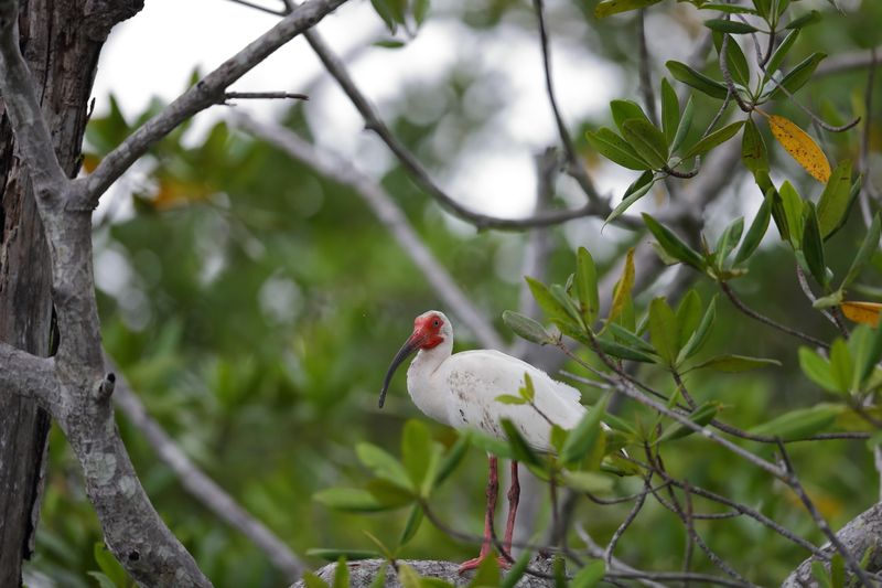 ibis