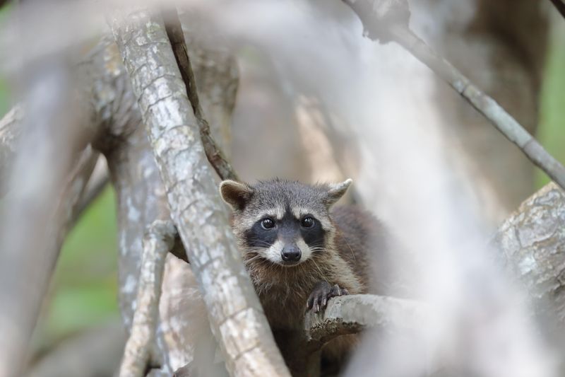 swamp raccoon 
