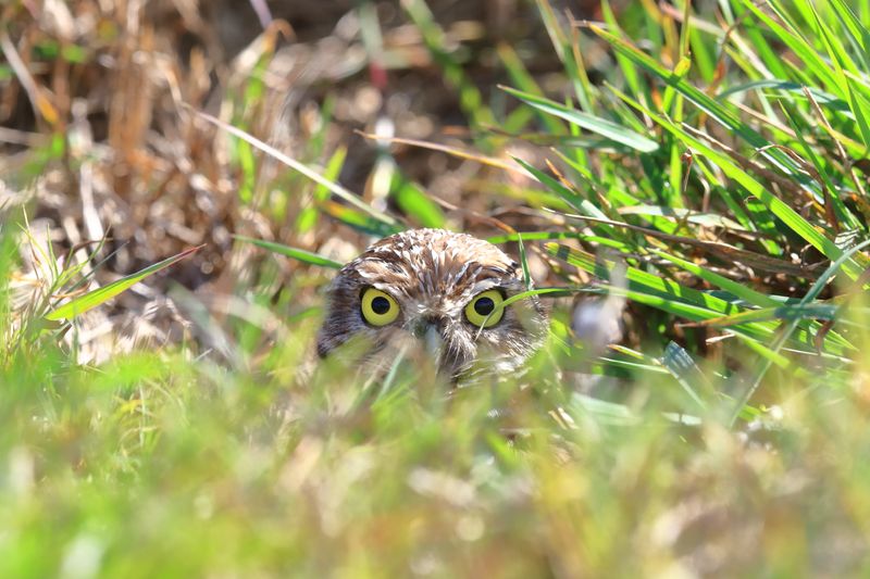 BURROWING OWL 