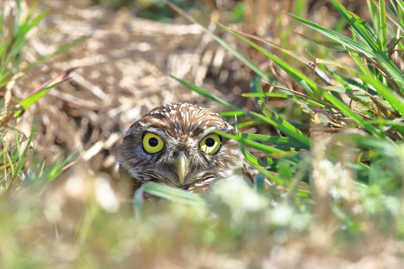 BURROWING OWL 