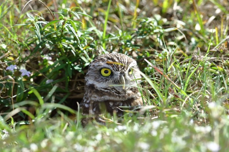 BURROWING OWL 