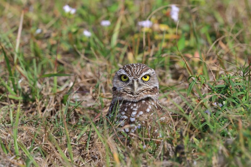 BURROWING OWL 