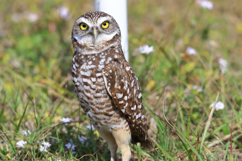 BURROWING OWL 