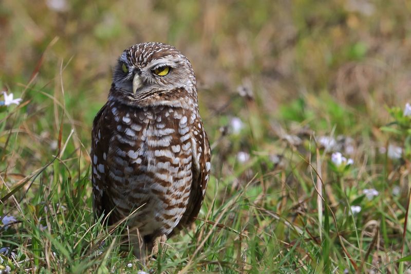 BURROWING OWL 