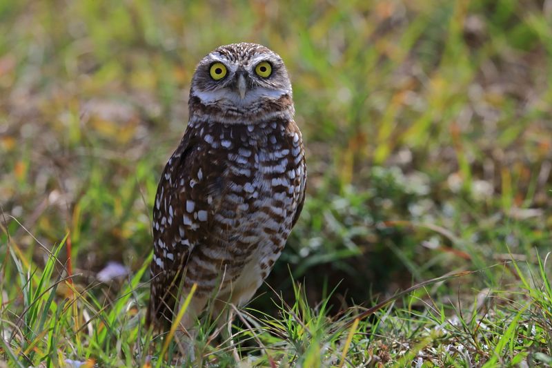BURROWING OWL 