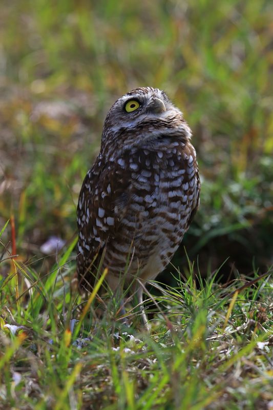 BURROWING OWL 