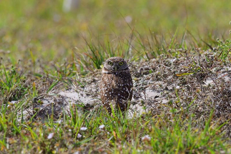 BURROWING OWL 