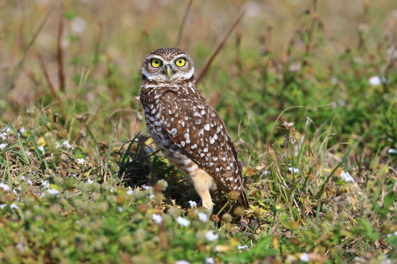BURROWING OWL 