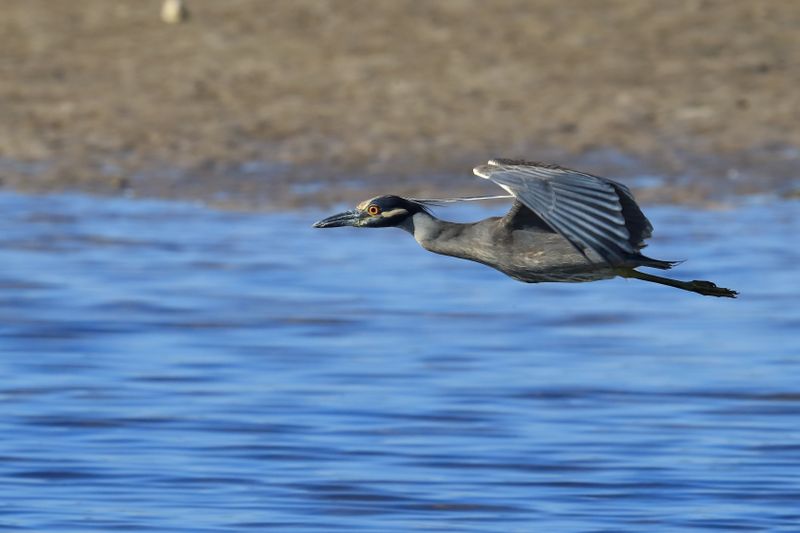 BLUE HERON 