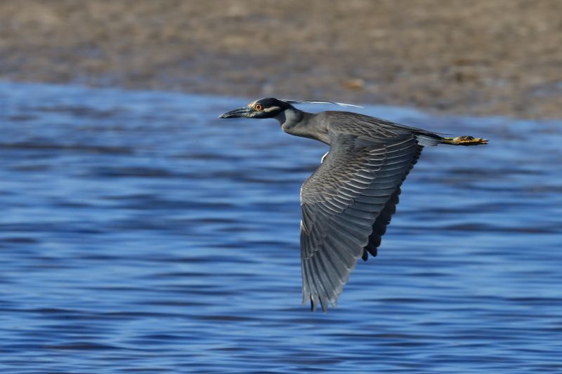BLUE HERON