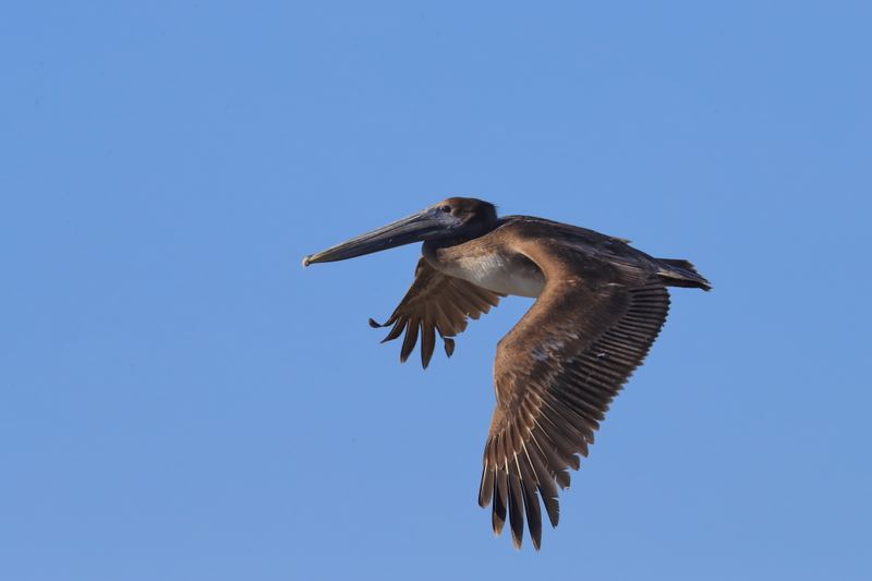 BROWN PELICAN 