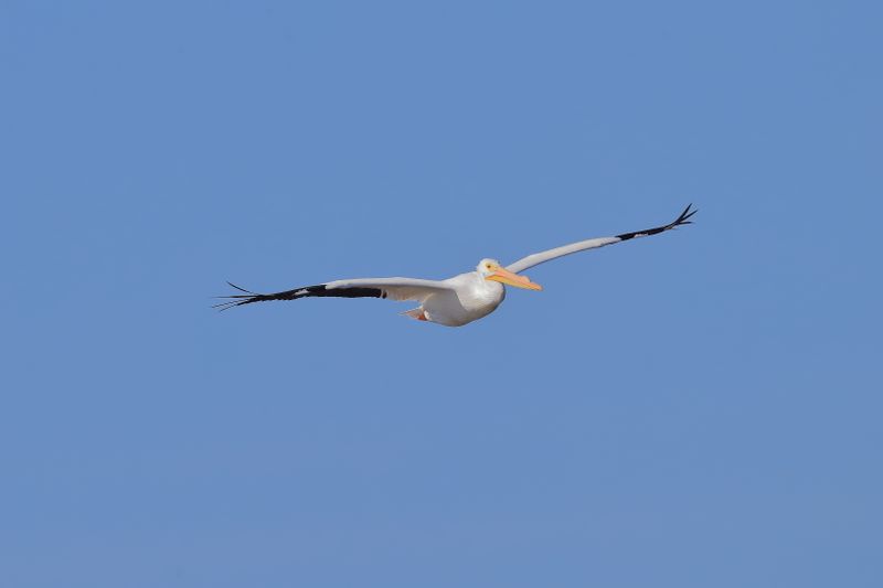 WHITE PELICAN