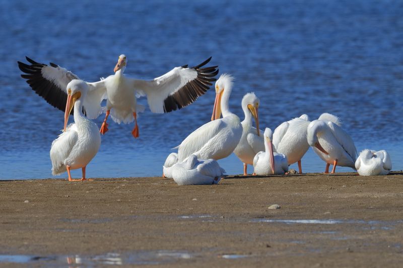 WHITE PELICAN