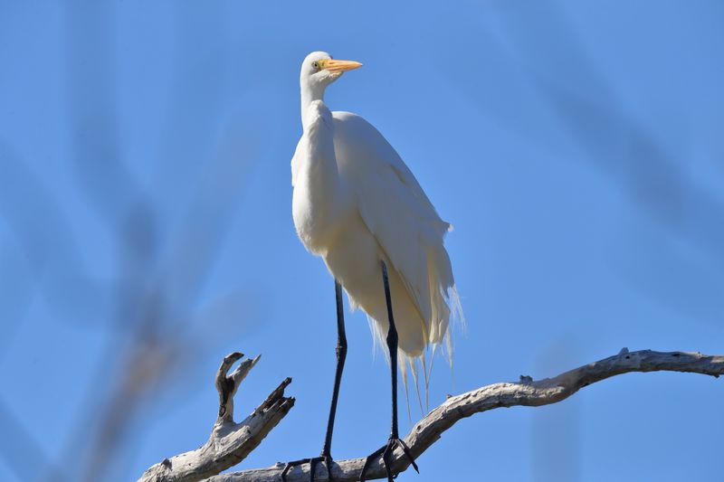 SNOWY EGRET