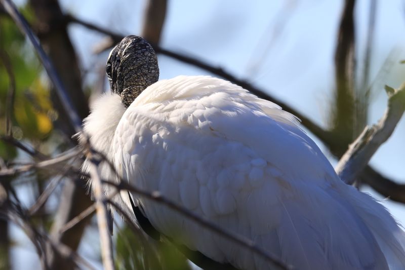 WOOD STORK