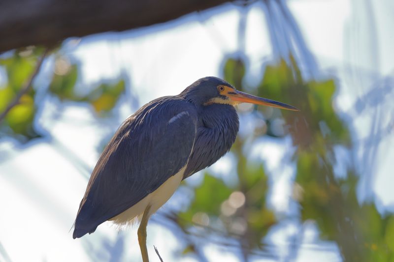 TRI COLOURED HERON 