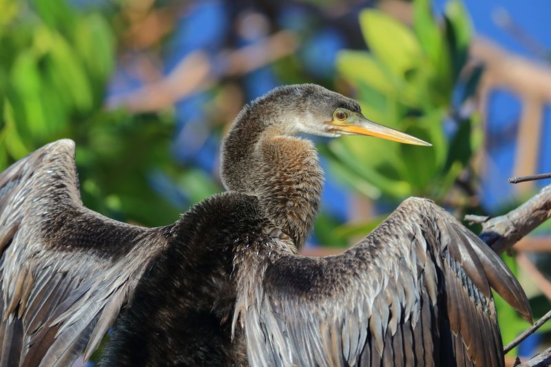 ANHINGA