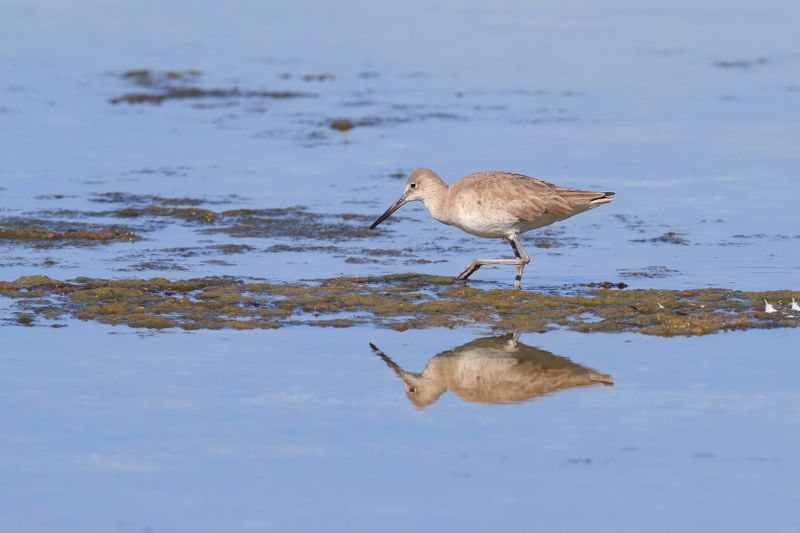 DUNLIN?