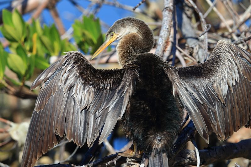 ANHINGA