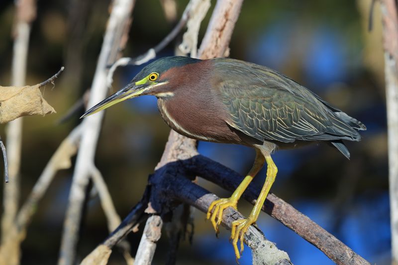 GREEN HERON 
