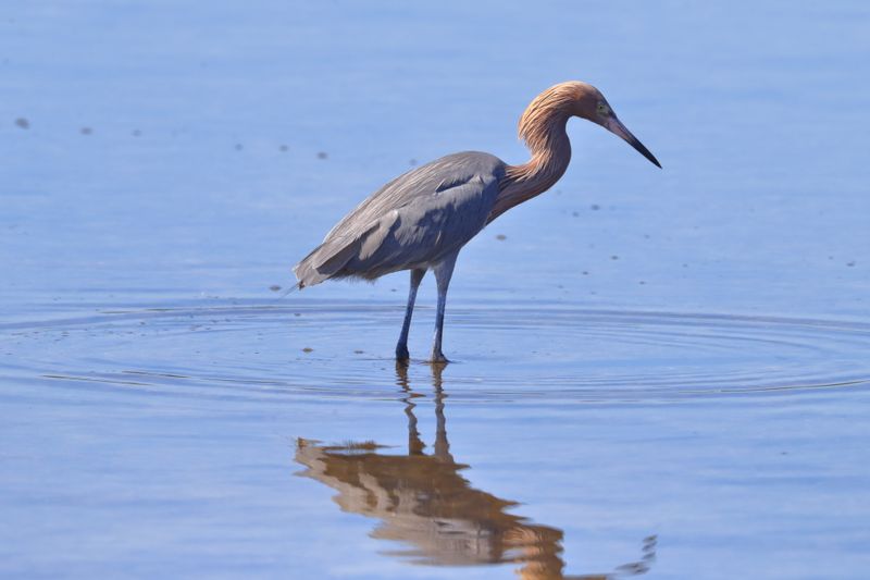 REDDISH EGRET