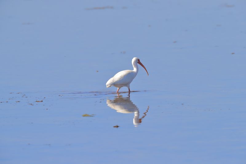 WHITE IBIS