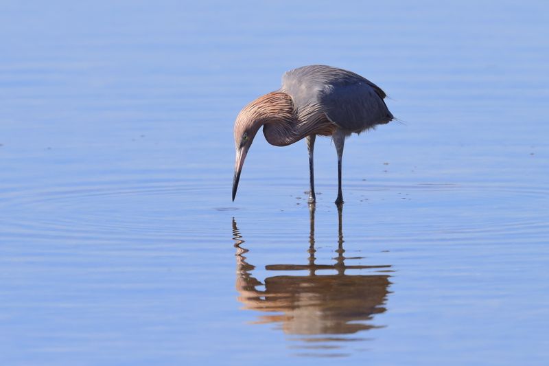 REDDISH EGRET
