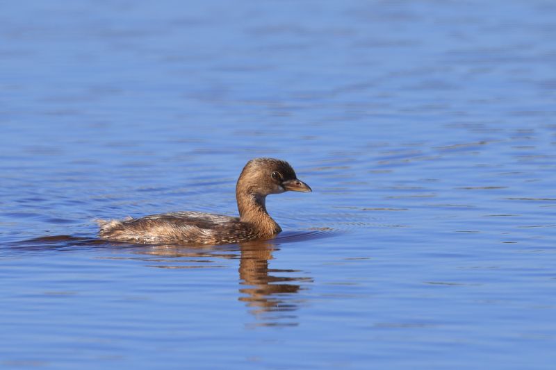 PIE-BILLED GREBE