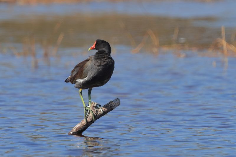 COMMON MOORHEN