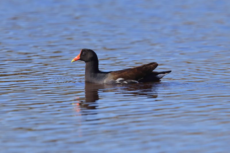 COMMON MOORHEN