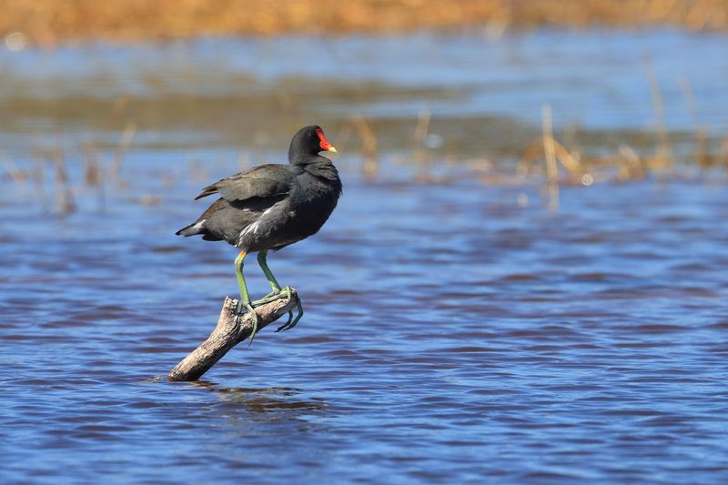 COMMON MOORHEN