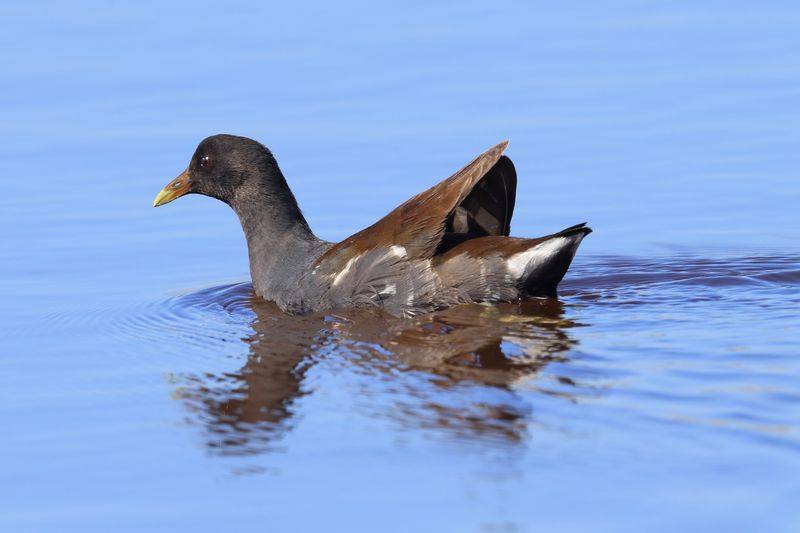 COMMON MOORHEN 