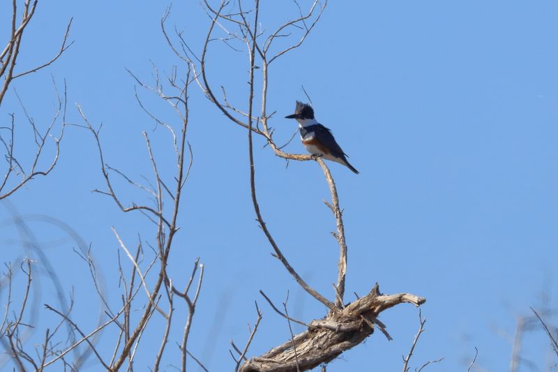 BELTED KINGFISHER