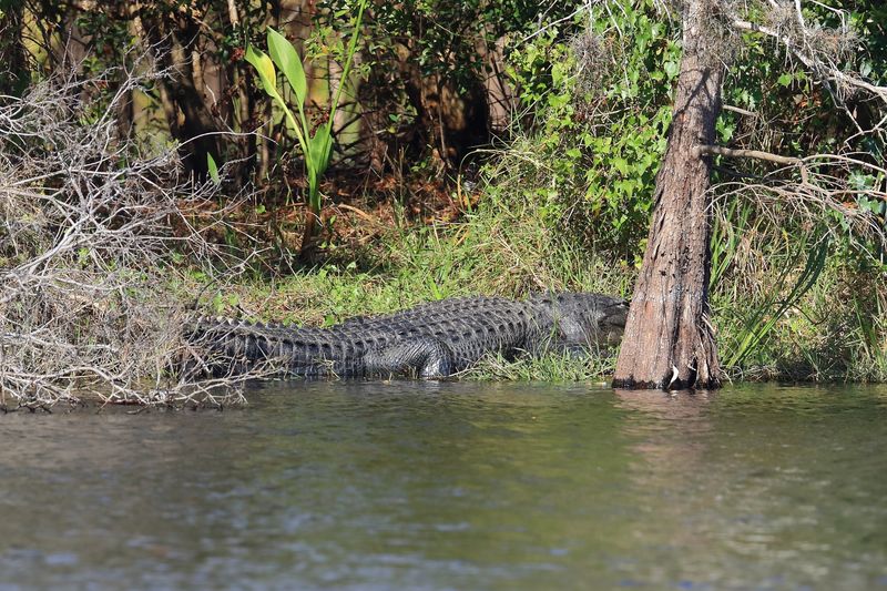 ALIGATOR