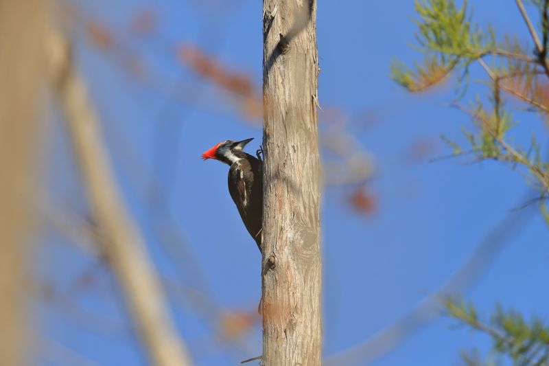 PILATED WOODPECKER