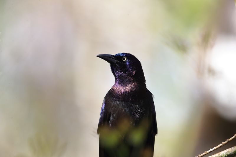 GRACKLE