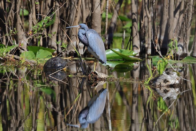 TRI COLOURED HERON