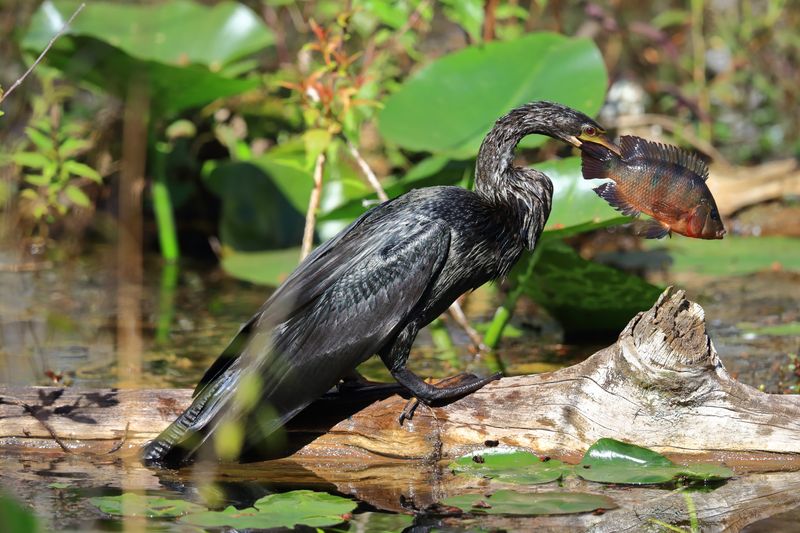 ANHINGA