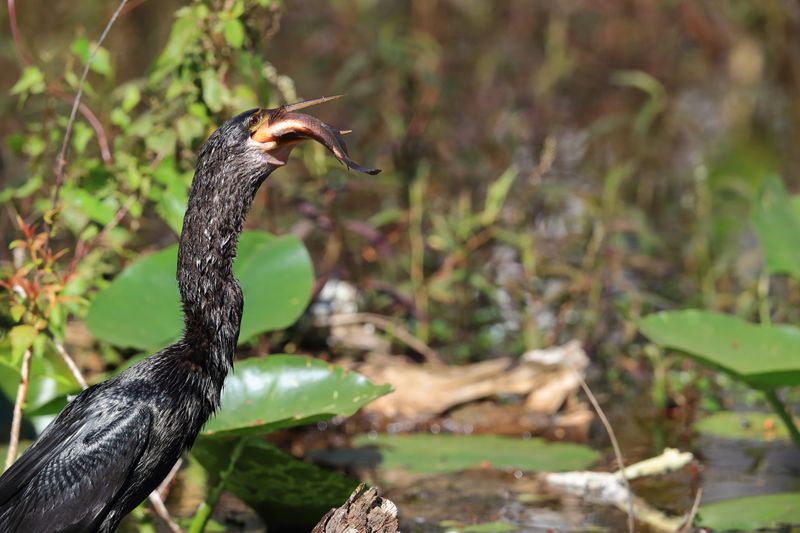 ANHINGA