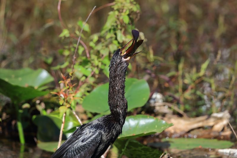 ANHINGA