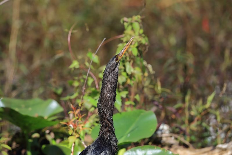 ANHINGA