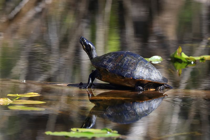 RED BELLIED TURTLE