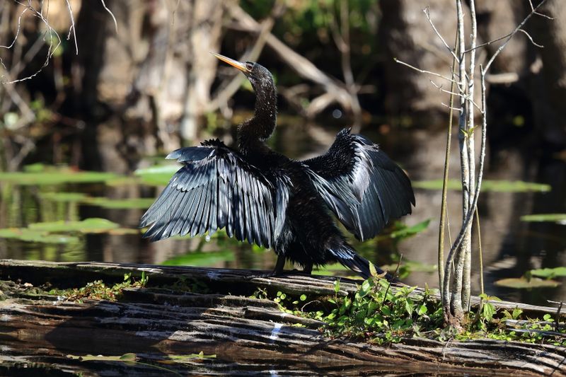 ANHINGA