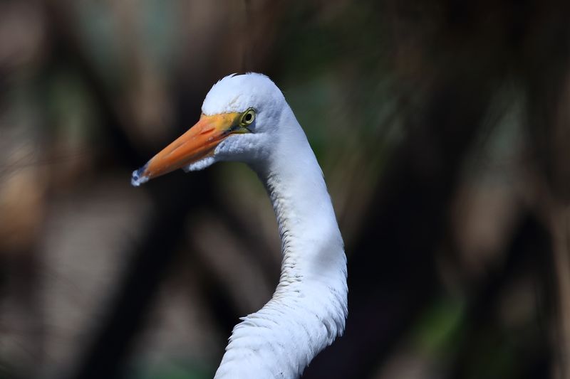 GREAT EGRET