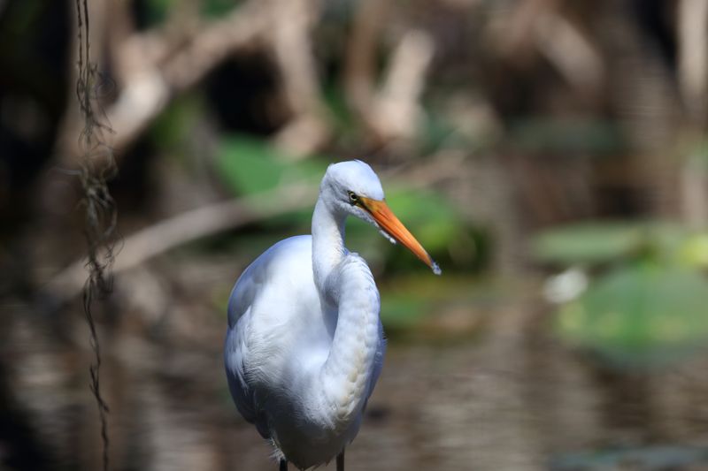 GREAT EGRET