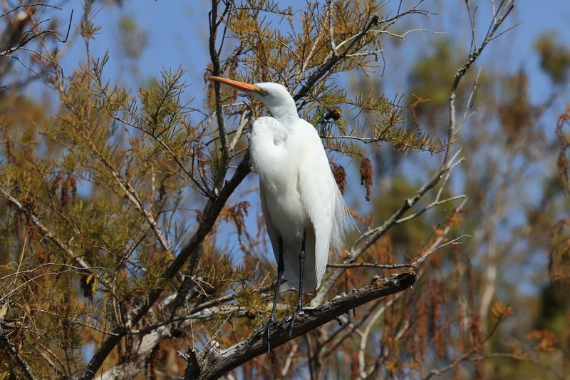 SNOWY EGRET