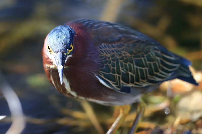 GREEN HERON